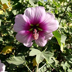 Image of Lavatera maritima