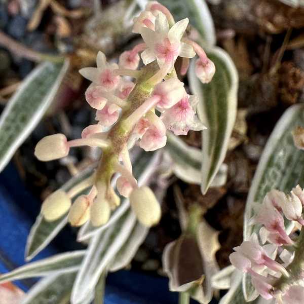 Image of Ledebouria socialis 'Variegated'