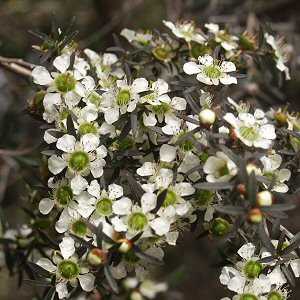 Image of Leptospermum polygalifolium 'Yarra River'