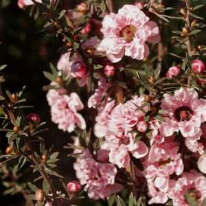 Image of Leptospermum scoparium 'Apple Blossom'