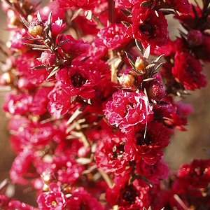 Image of Leptospermum scoparium 'Burgundy Queen'