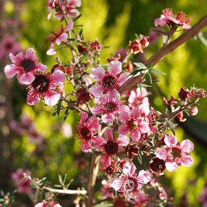 Image of Leptospermum scoparium 'Helene Strybing'