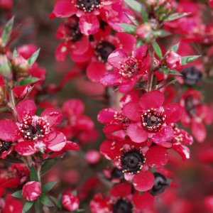 Image of Leptospermum scoparium 'Red Ensign'