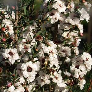 Image of Leptospermum scoparium 'Snow White'