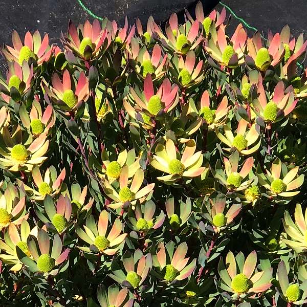 Image of Leucadendron 'Maui Sunrise'