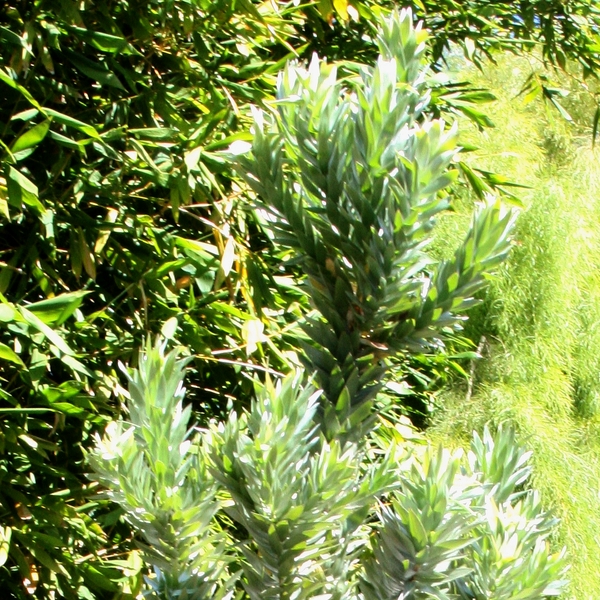 Image of Leucadendron argenteum