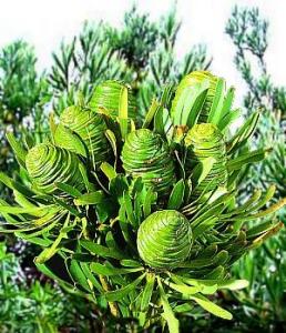 Image of Leucadendron platyspermum