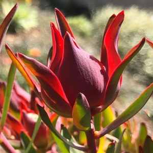 Image of Leucadendron salignum 'Blush'