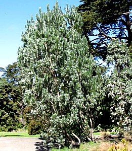 Leucadendron Argenteum At San Marcos Growers