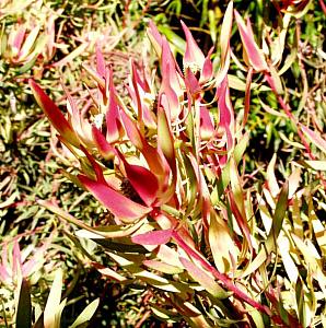 Image of Leucadendron 'Perry's Red'