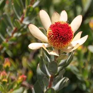 Image of Leucadendron discolor 'Pom Pom'