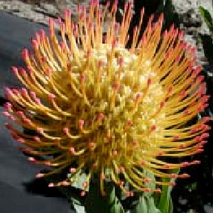 Image of Leucospermum 'Jody Jewell'