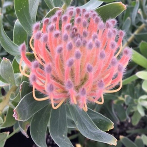 Image of Leucospermum 'Maui Magic'
