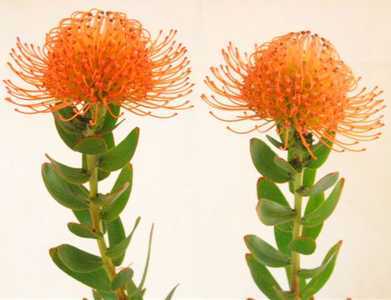 Image of Leucospermum 'Firewheel'