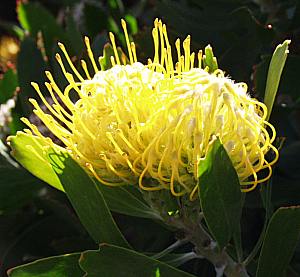 Image of Leucospermum cuneiforme