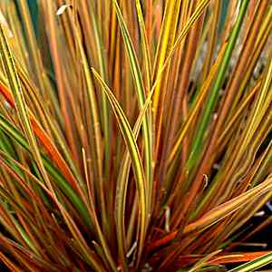 Image of Libertia ixioides 'Taupo Blaze' PP18,486