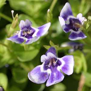 Image of Lindernia grandiflora