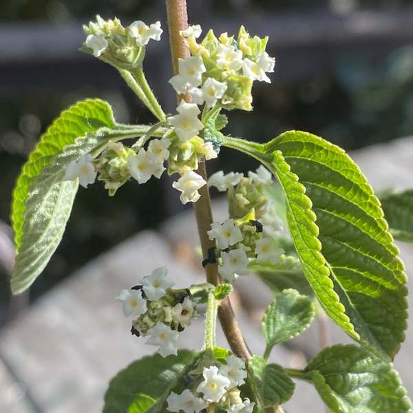 Image of Lippia graveolens