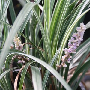 Image of Liriope spicata 'Silver Dragon'