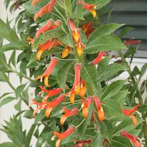 Image of Lobelia excelsa