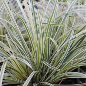 Image of Lomandra longifolia Great White ['Muru'] PP29,618