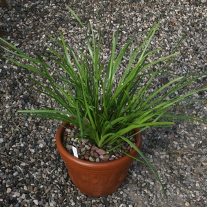 Image of Lomandra longifolia 'Katrinus Deluxe' PP19,262