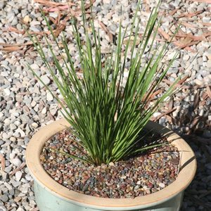 Image of Lomandra longifolia 'Steely Slim'