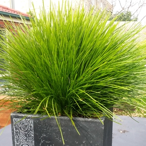 Image of Lomandra confertifolia ssp. pallida 'PomPom' PP32,554