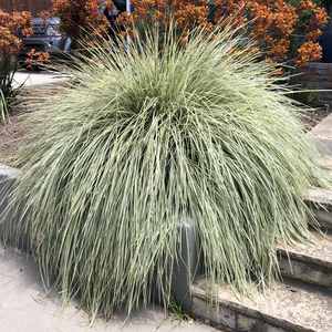 Image of Lomandra Platinum Beauty	 ['Roma 13'] PP25,962