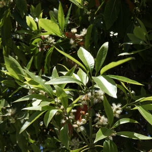 Image of Lophostemon confertus