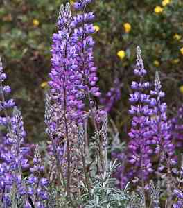 Image of Lupinus albifrons