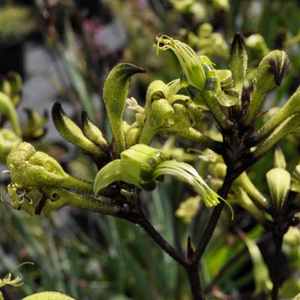 Image of Macropidia fuliginosa 'Nightlife'