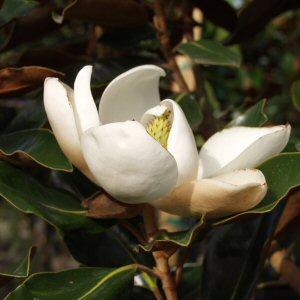 Image of Magnolia grandiflora 'Little Gem'