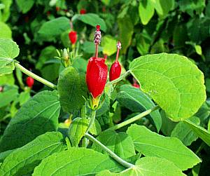 Image of Malvaviscus arboreus