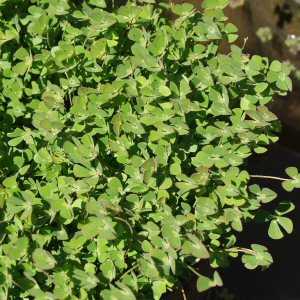 Image of Marsilea minuta