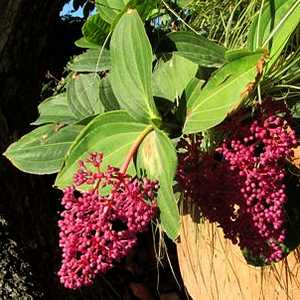 Image of Medinilla speciosa