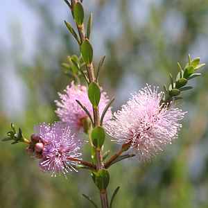 Image of Melaleuca decussata