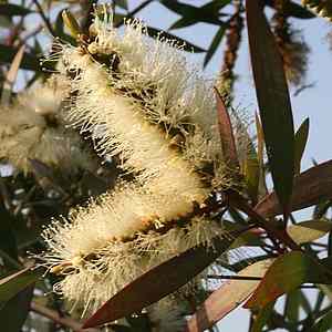 Image of Melaleuca quinquenervia