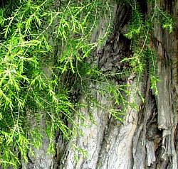 Image of Melaleuca styphelioides