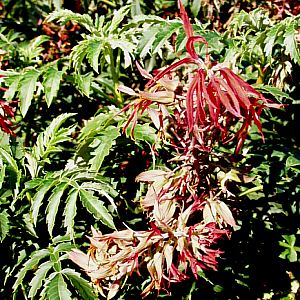 Image of Melianthus minor