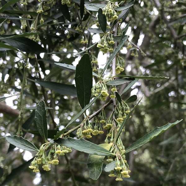 Image of Melicytus dentatus