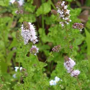 Image of Mentha x piperita