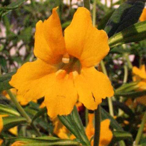 Image of Mimulus 'Jelly Bean Apricot'