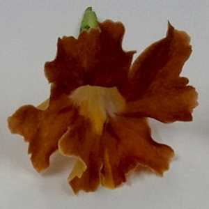 Image of Mimulus 'Burst Orange' ['Balburanim'] PP29,434
