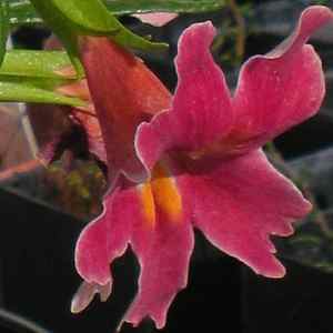 Image of Mimulus 'Jelly Bean Dark Pink'