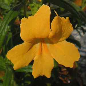 Image of Mimulus 'Jelly Bean Gold'