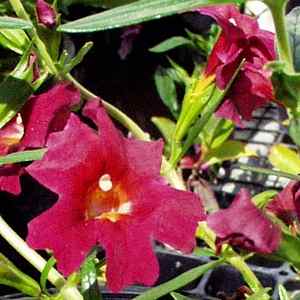 Image of Mimulus 'Jelly Bean Red'