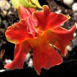Image of Mimulus 'Jelly Bean Terracotta'