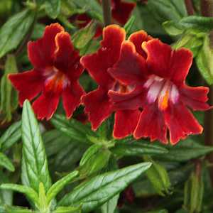 Image of Mimulus 'Georgie Red' PP22,916
