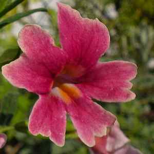 Image of Mimulus 'Jelly Bean Purple Pink'